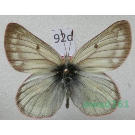 Colias nastes aliaska O. Bang-Haas, 1927 Canada92d